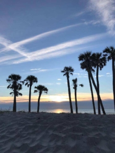 Beach and tropical trees