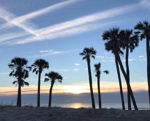 Beach and tropical trees